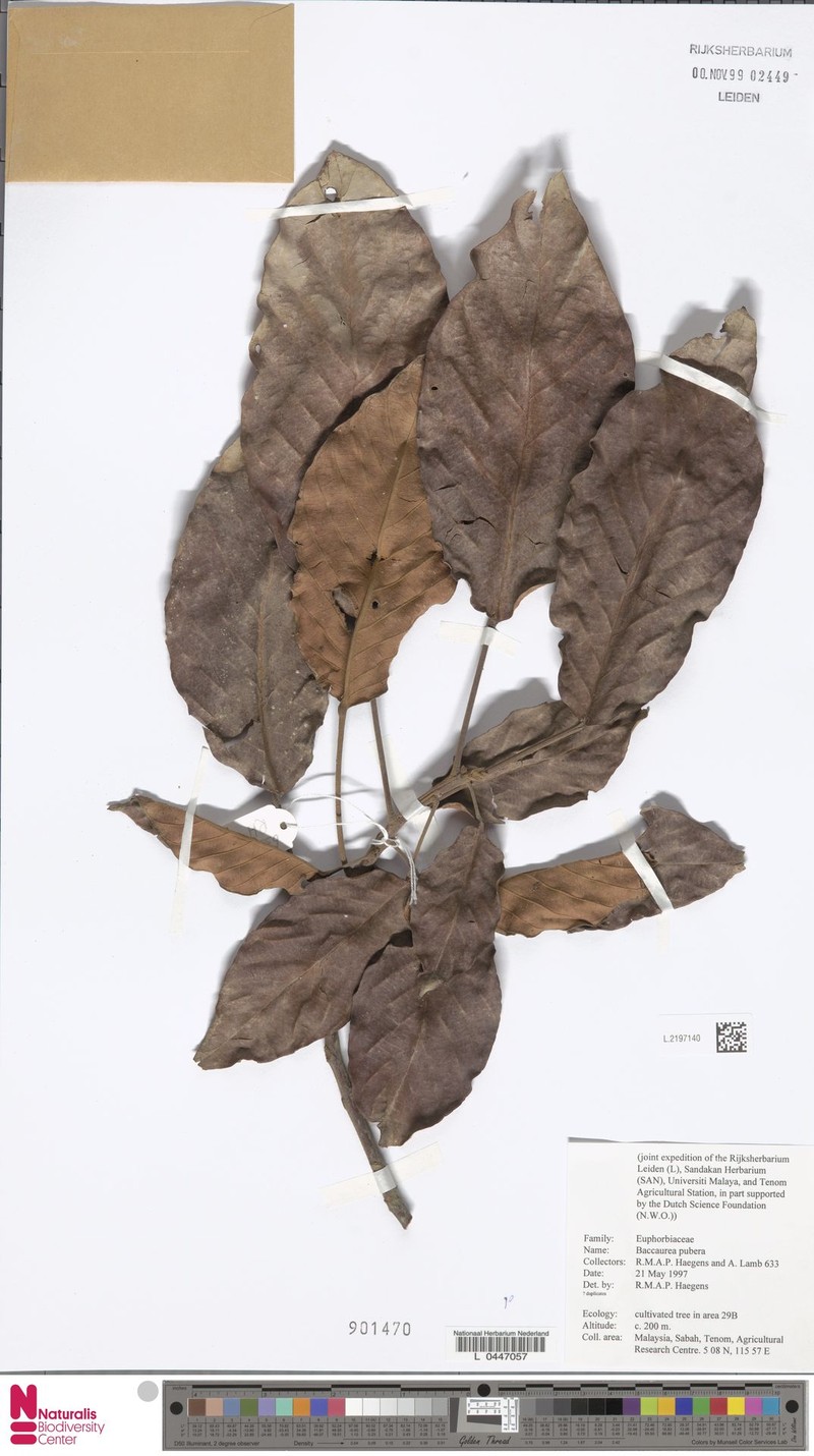 Baccaurea pubera photo 4