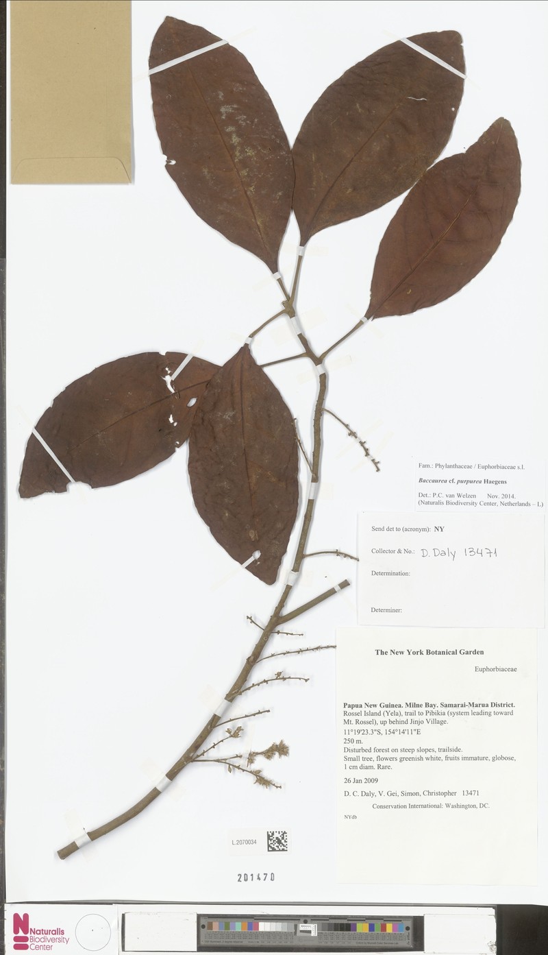 Baccaurea purpurea