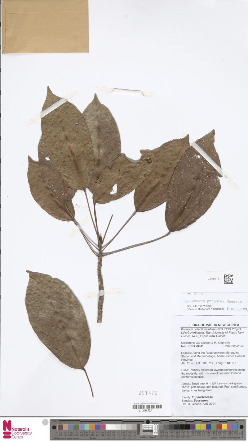 Baccaurea purpurea photo 2