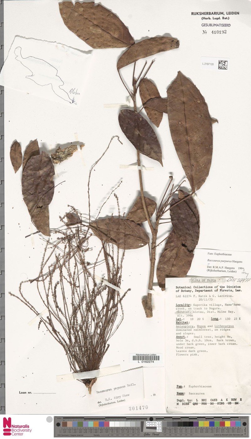 Baccaurea purpurea photo 3