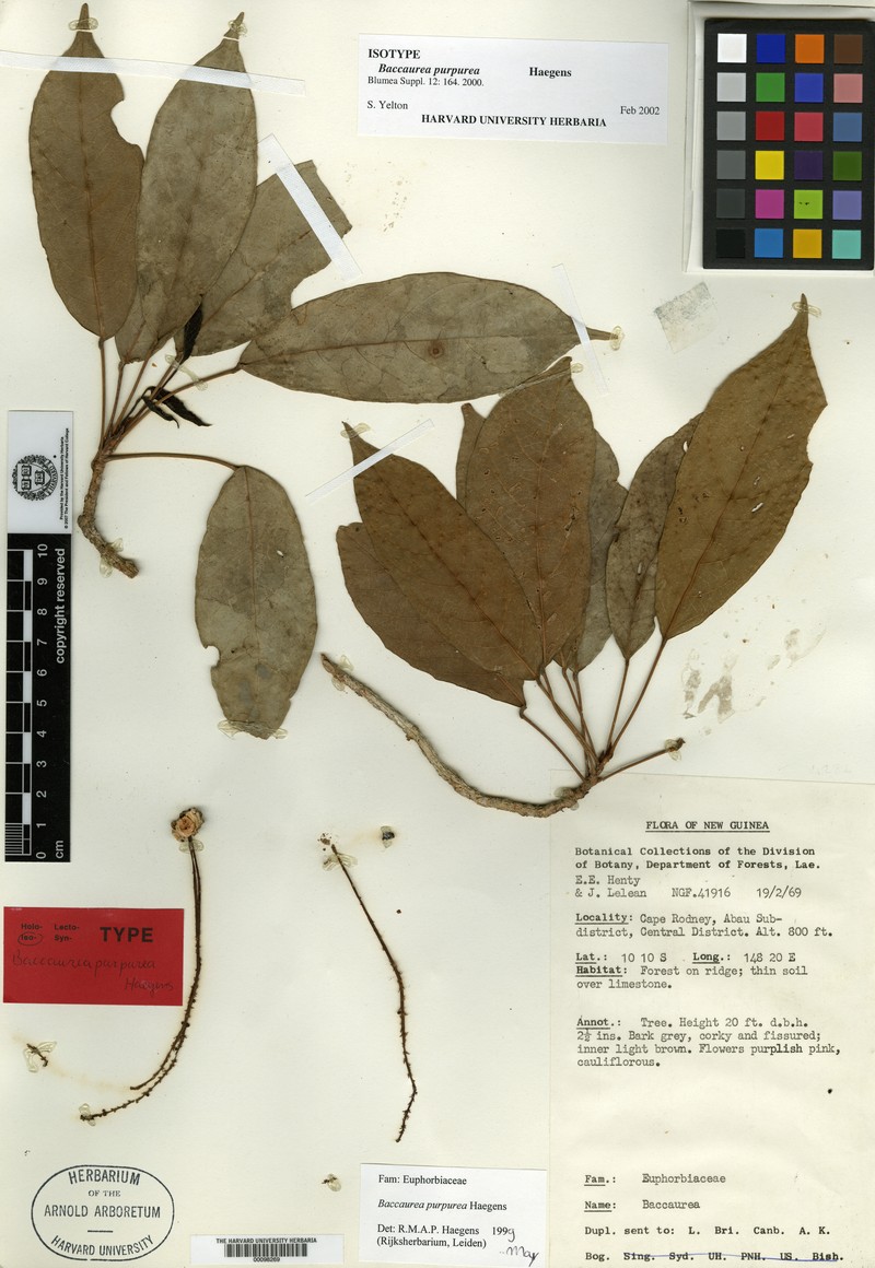 Baccaurea purpurea photo 4