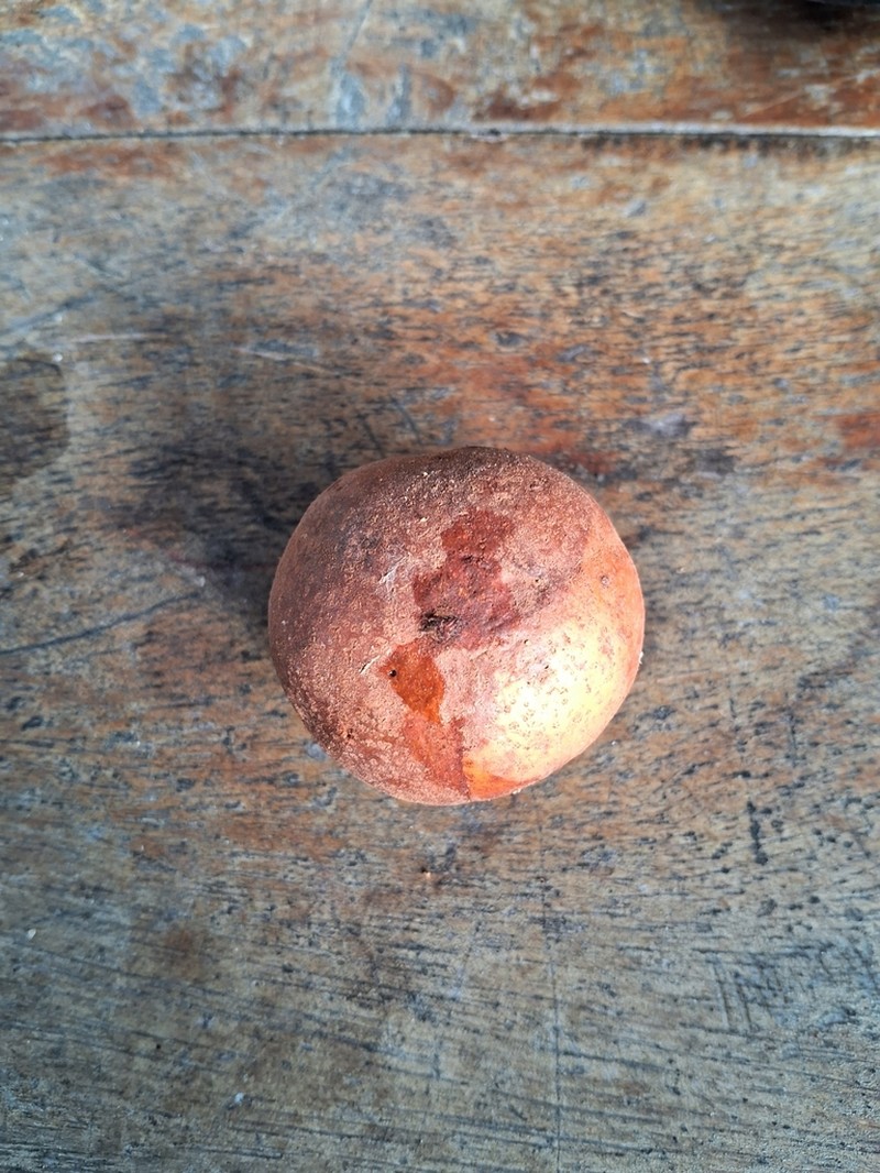 Baccaurea pyriformis
