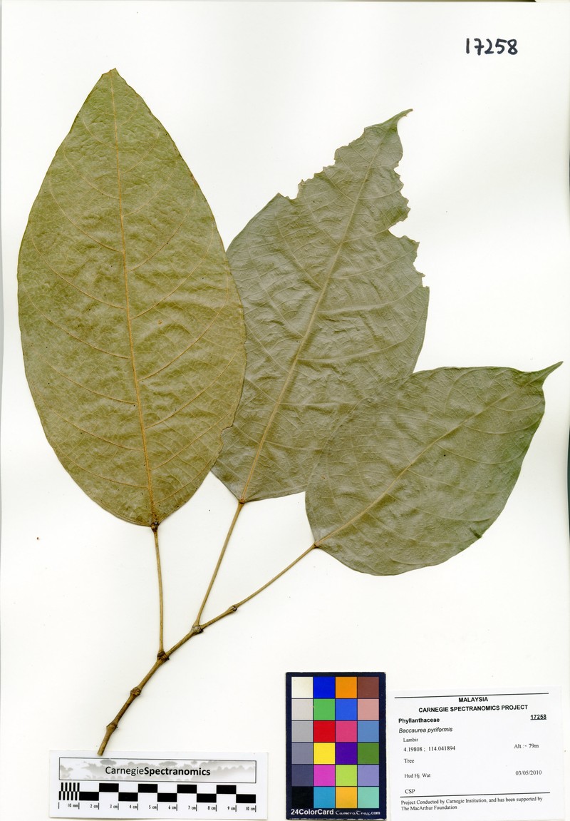 Baccaurea pyriformis photo 2
