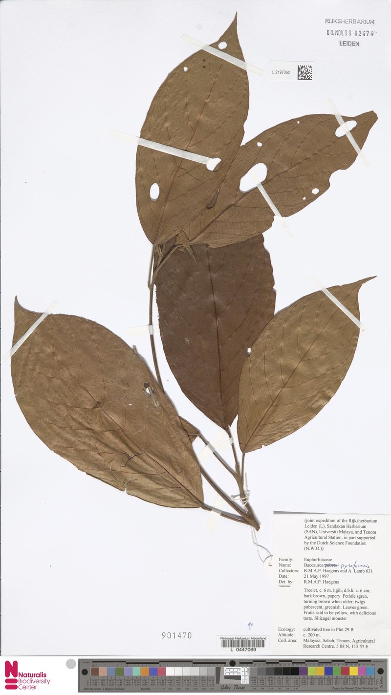 Baccaurea pyriformis photo 3