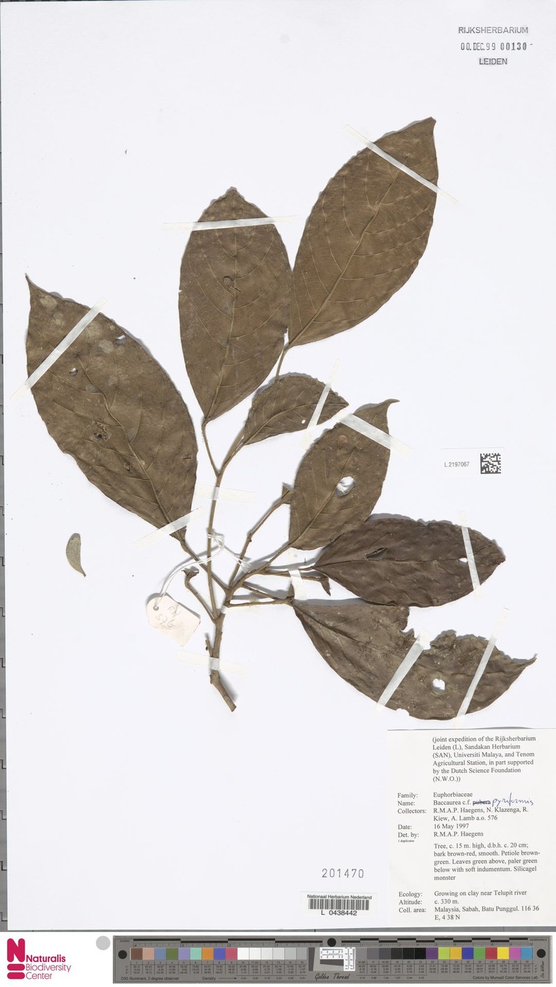 Baccaurea pyriformis photo 4