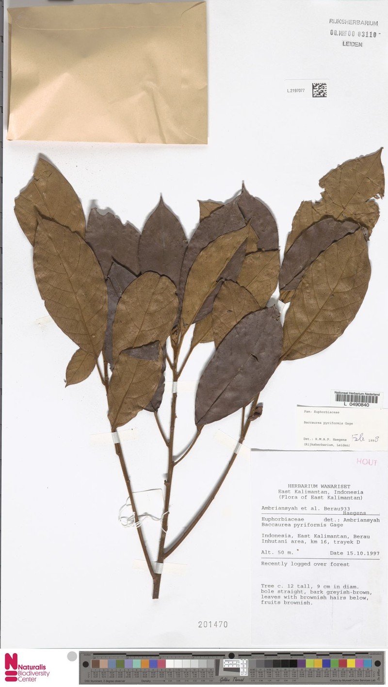 Baccaurea pyriformis photo 5