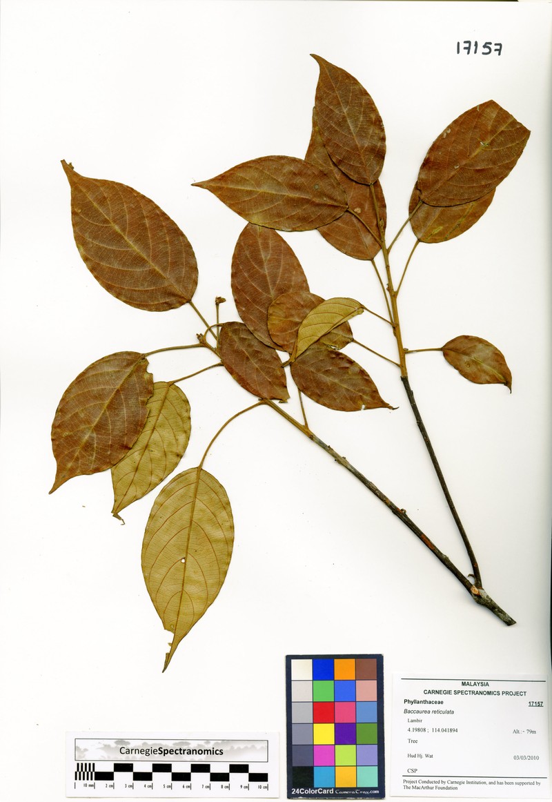 Baccaurea reticulata