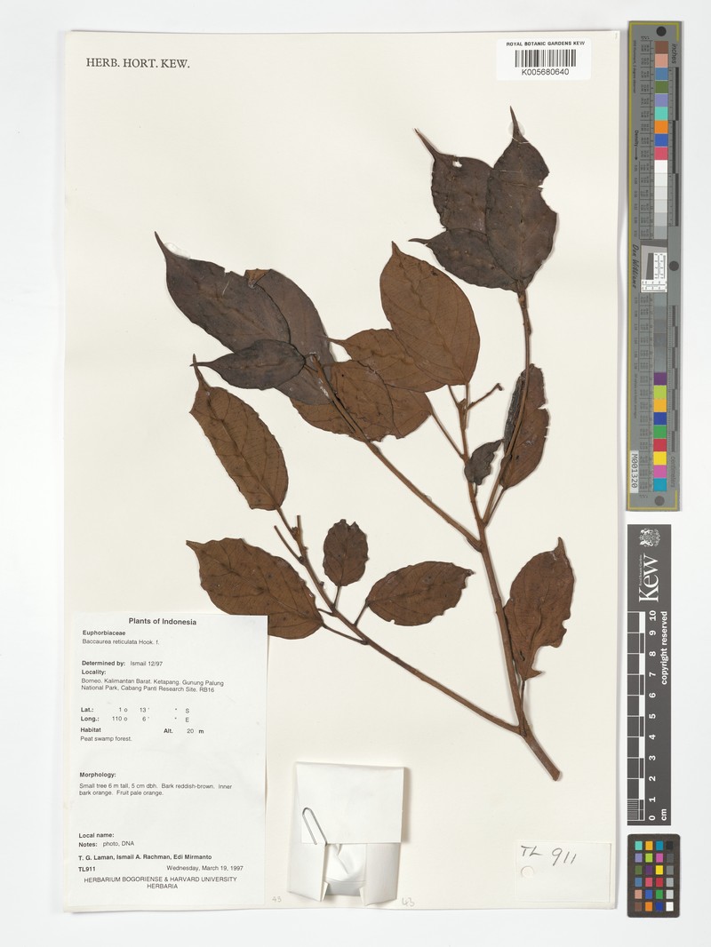 Baccaurea reticulata photo 2