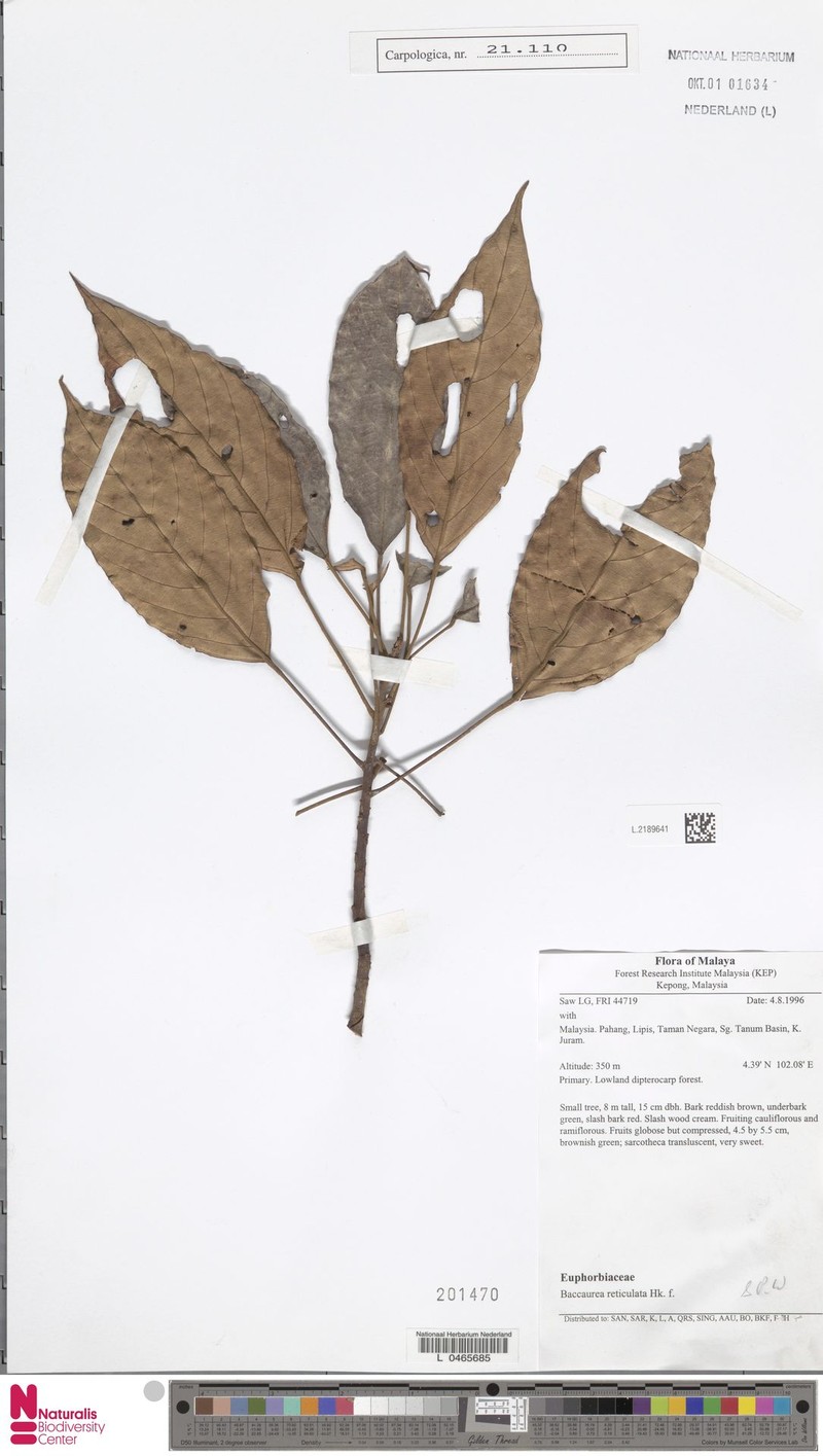 Baccaurea reticulata photo 3