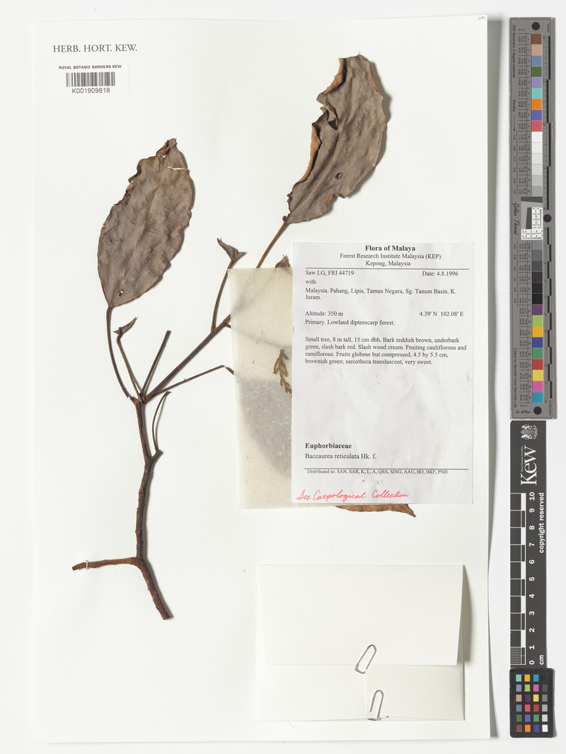 Baccaurea reticulata photo 4