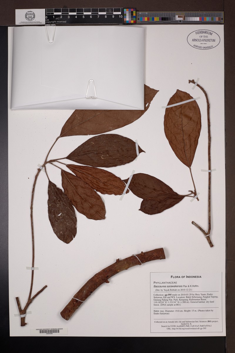 Baccaurea sarawakensis