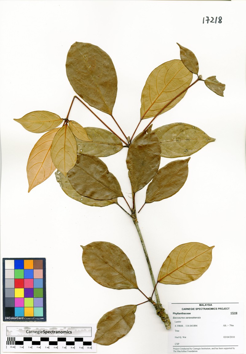 Baccaurea sarawakensis photo 2