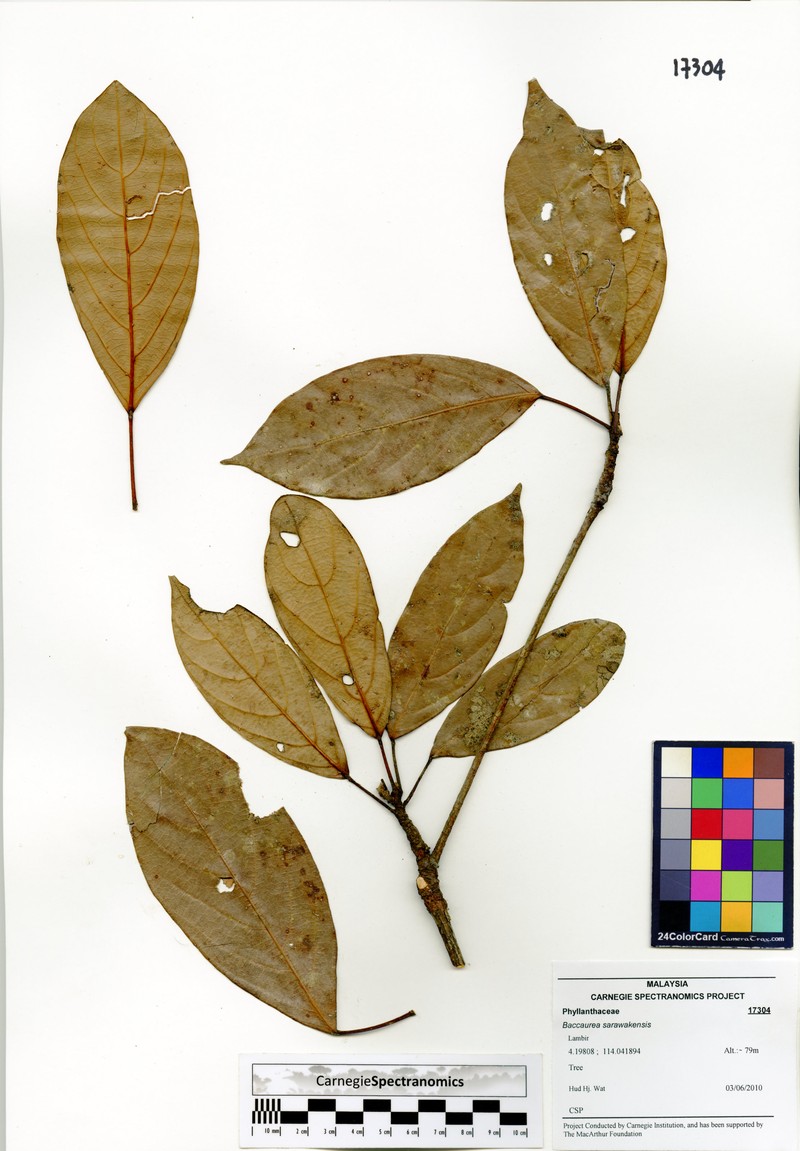 Baccaurea sarawakensis photo 3