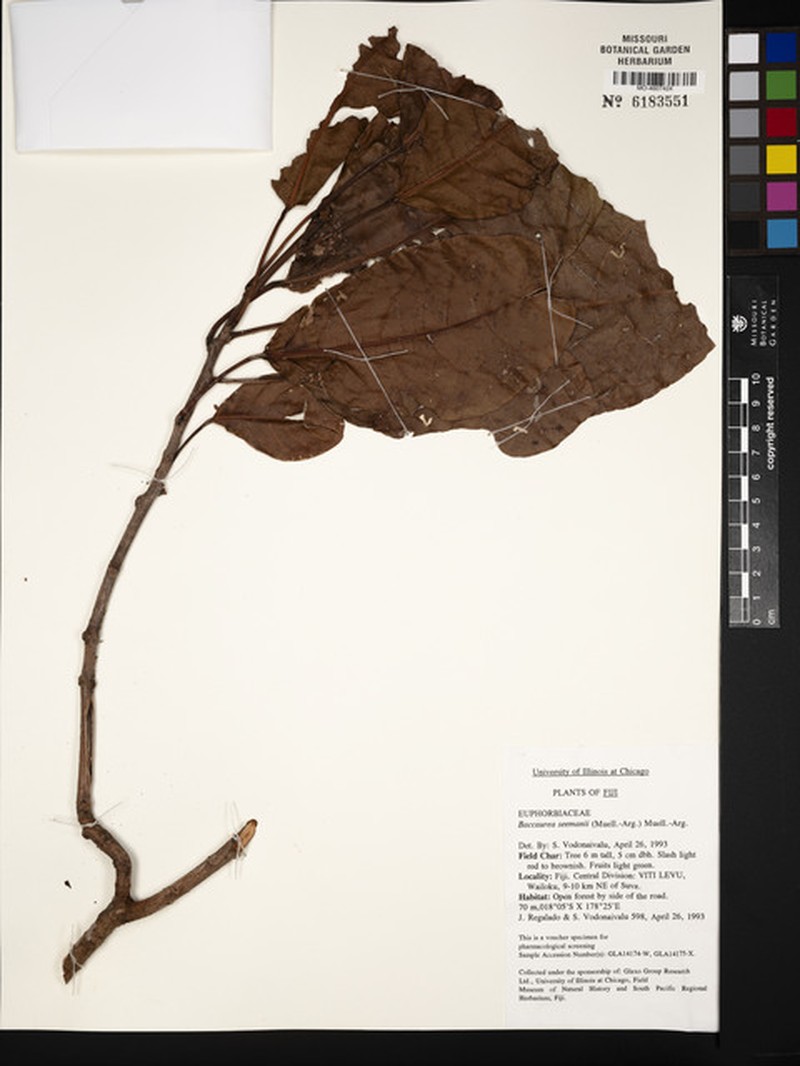 Baccaurea seemannii