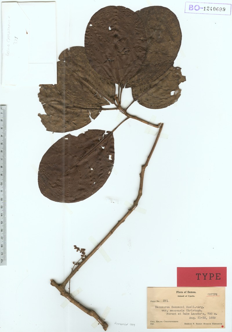 Baccaurea seemannii photo 2