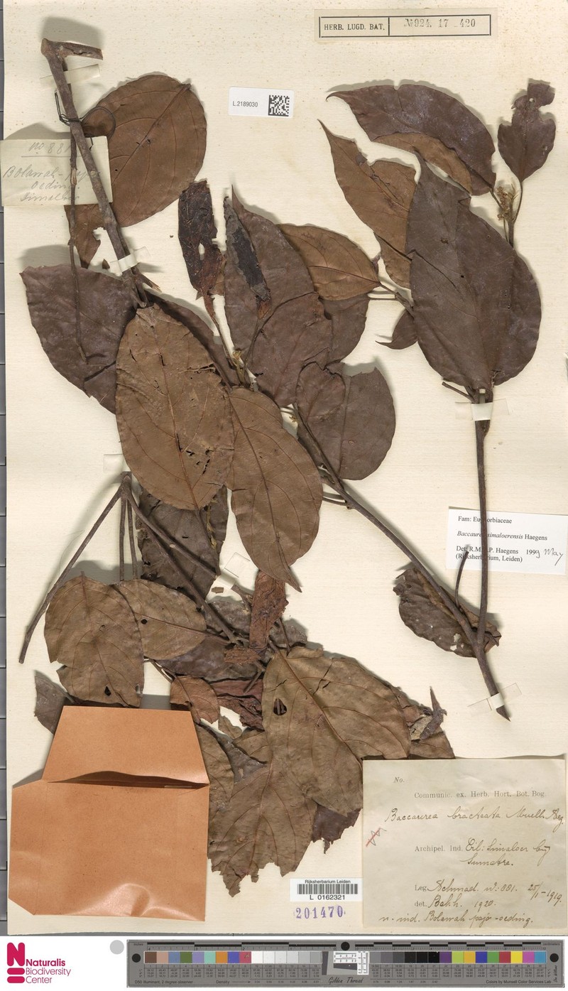Baccaurea simaloerensis