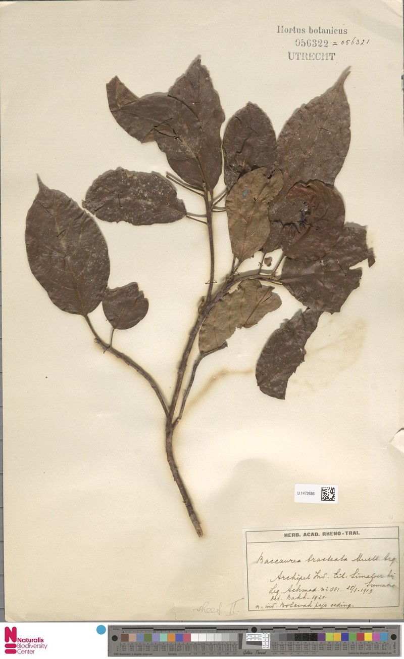 Baccaurea simaloerensis photo 2