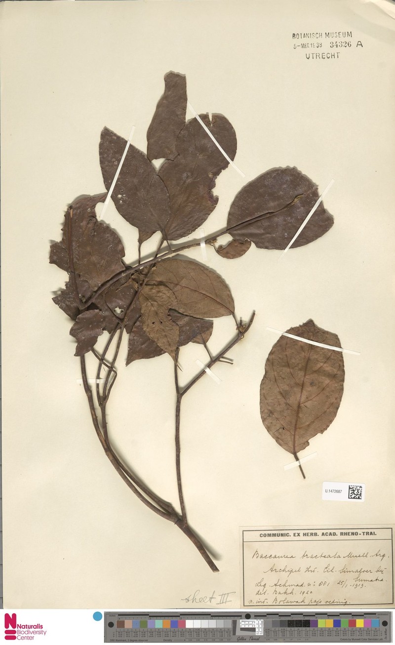 Baccaurea simaloerensis photo 3