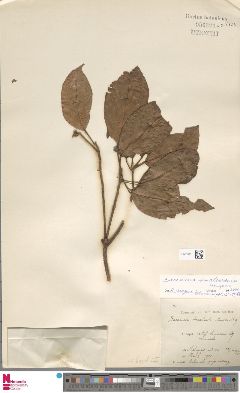Baccaurea simaloerensis photo 4