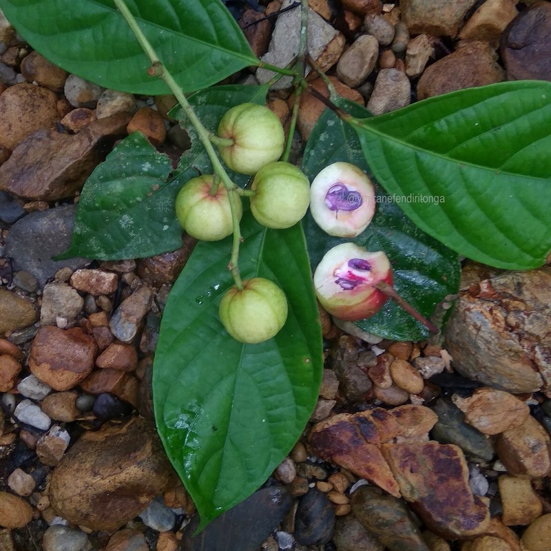 Baccaurea sumatrana photo 2