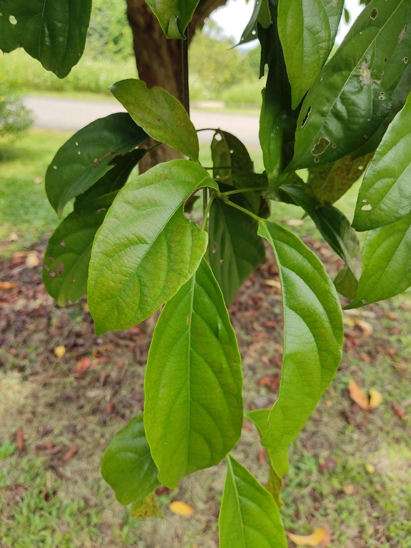 Baccaurea sumatrana photo 3