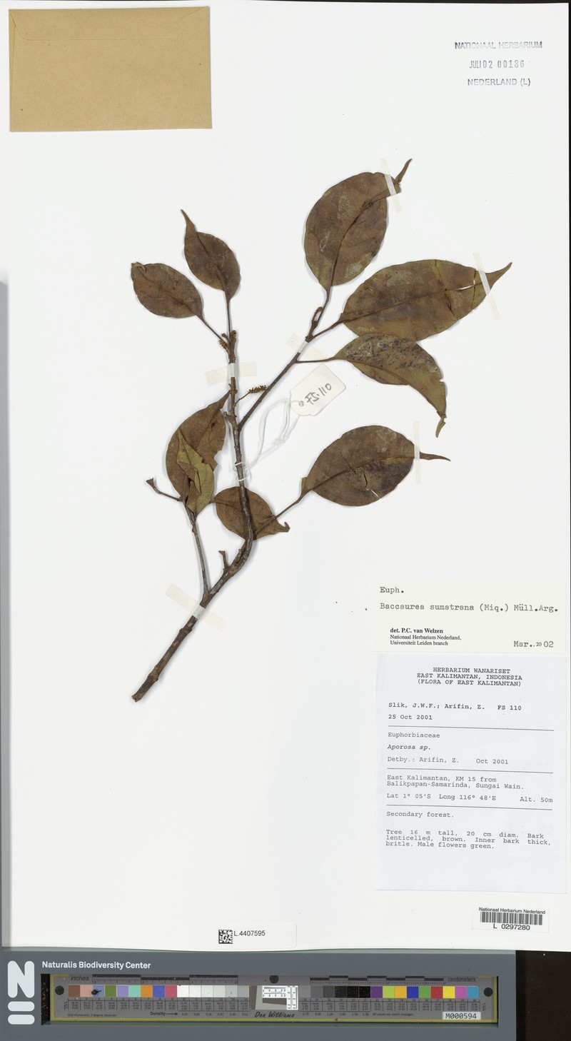 Baccaurea sumatrana photo 5