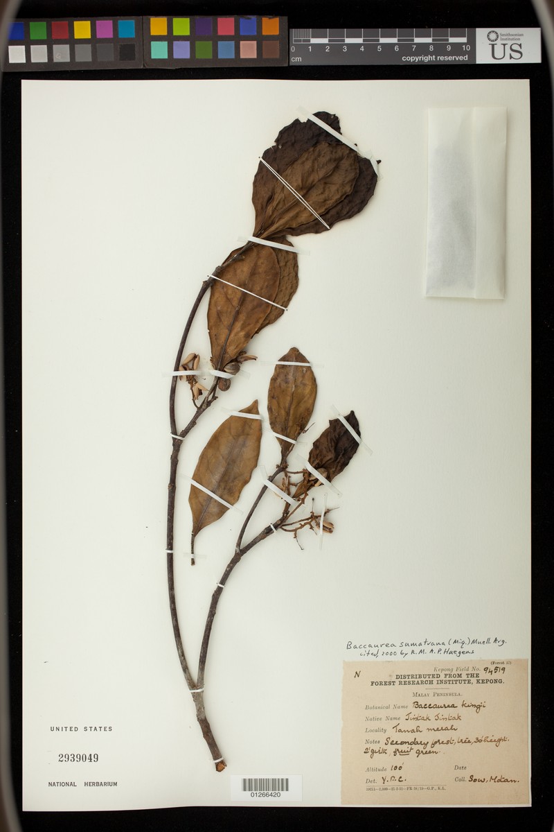 Baccaurea sumatrana