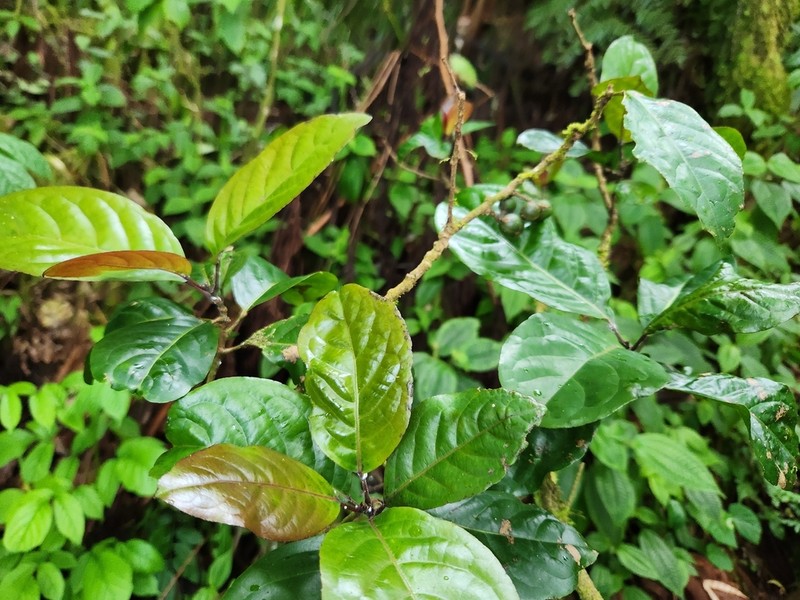 Baccaurea taitensis