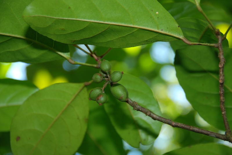 Baccaurea taitensis photo 2