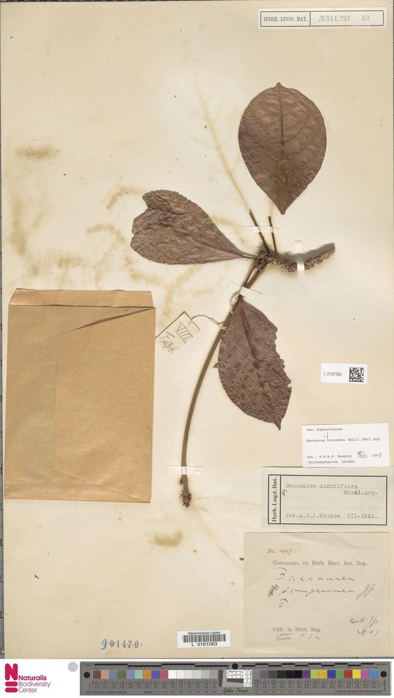 Baccaurea tetrandra