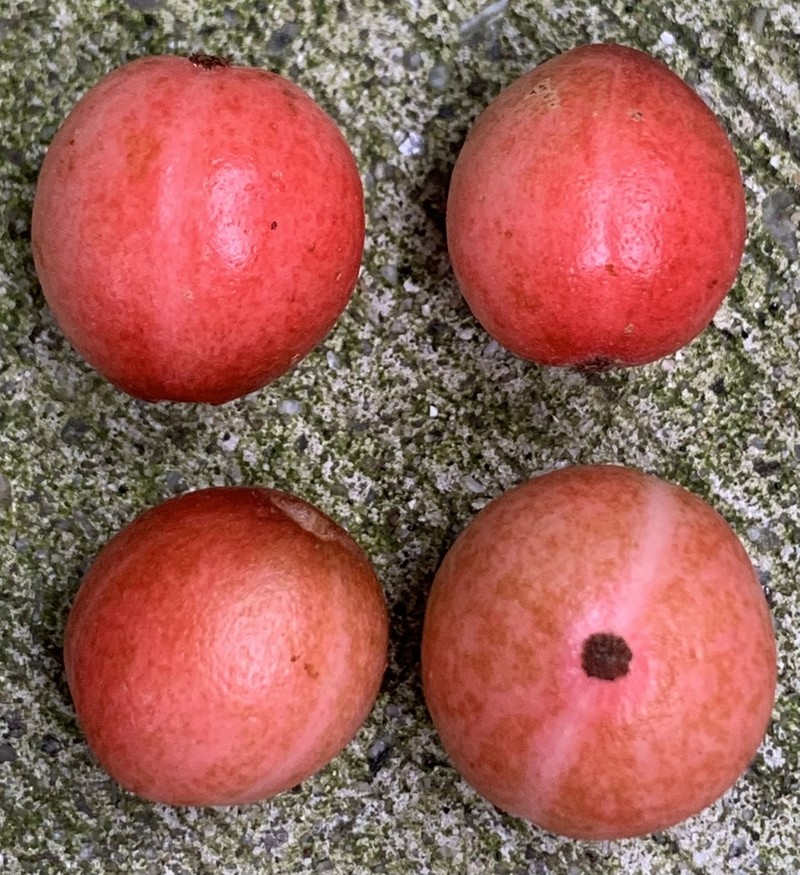 Baccaurea tetrandra photo 2