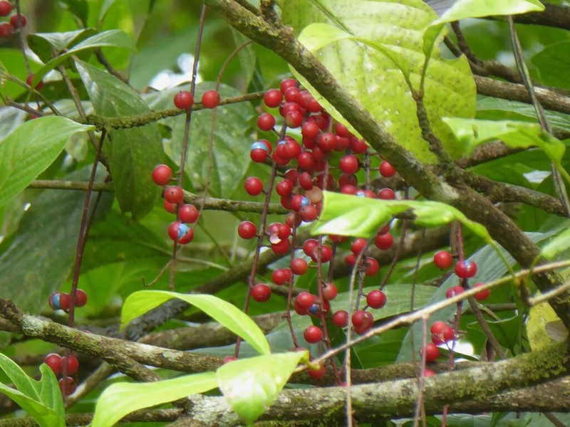 Baccaurea tetrandra photo 3