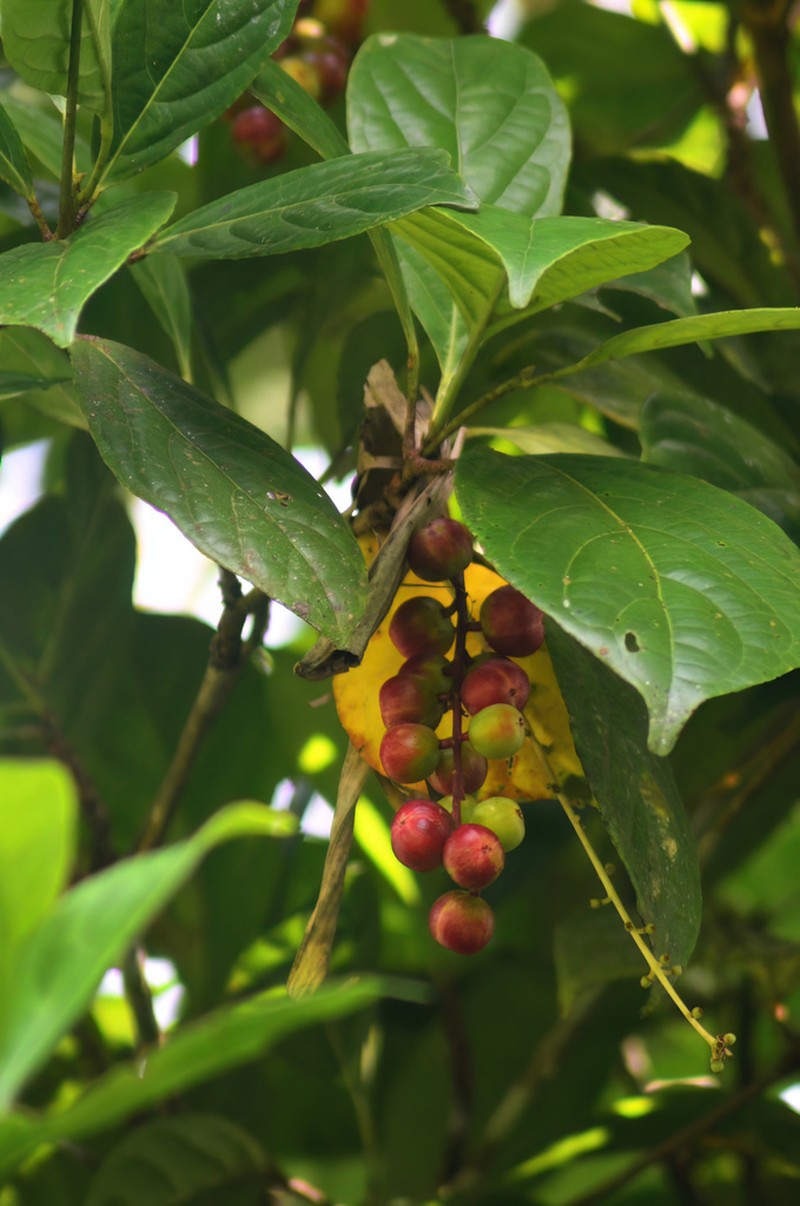 Baccaurea tetrandra photo 4
