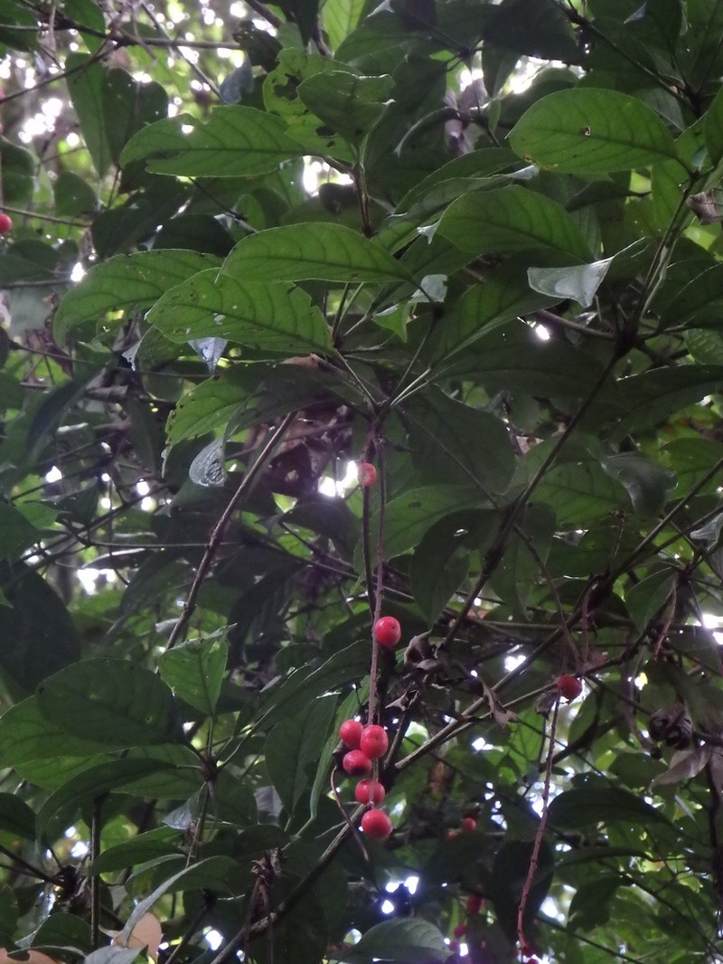 Baccaurea tetrandra photo 6