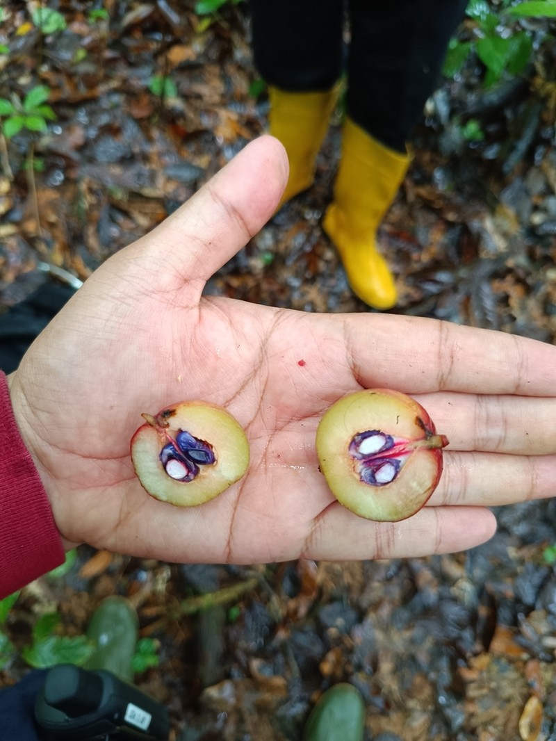 Baccaurea tetrandra photo 7