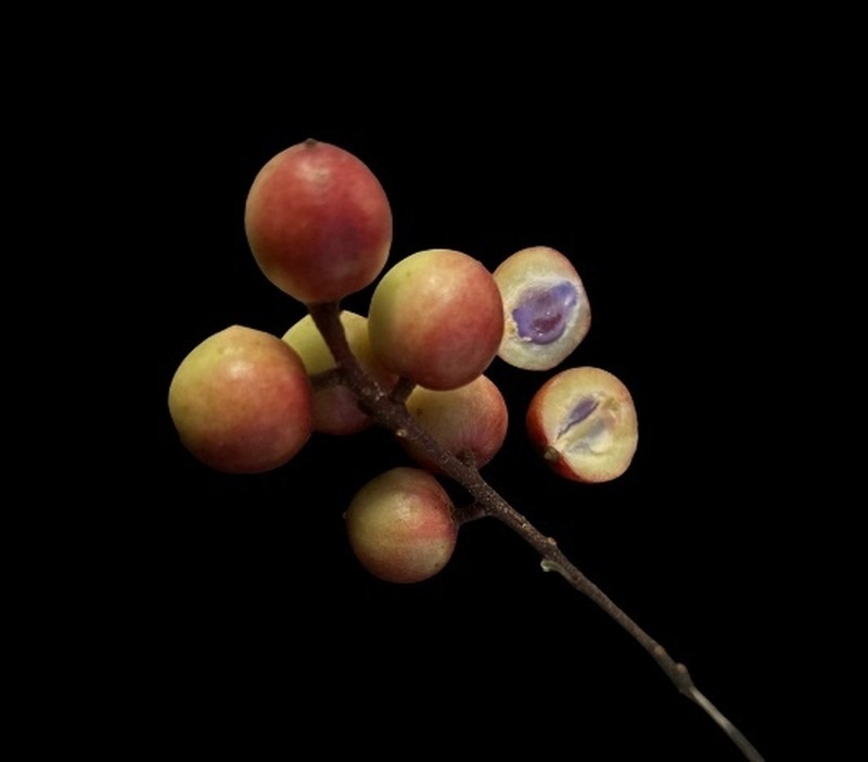 Baccaurea tetrandra photo 8