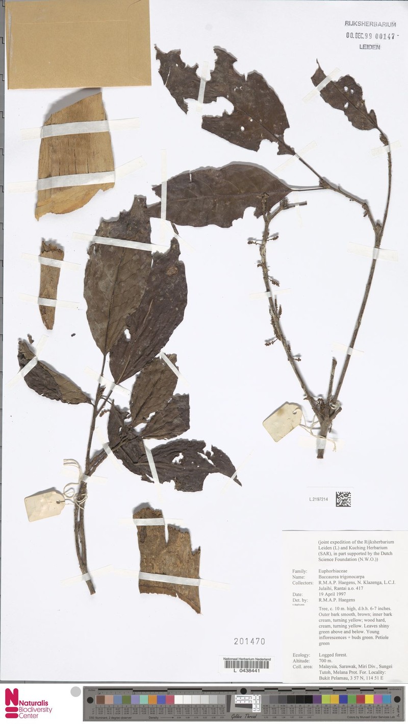 Baccaurea trigonocarpa