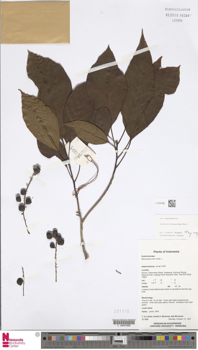 Baccaurea trigonocarpa photo 2