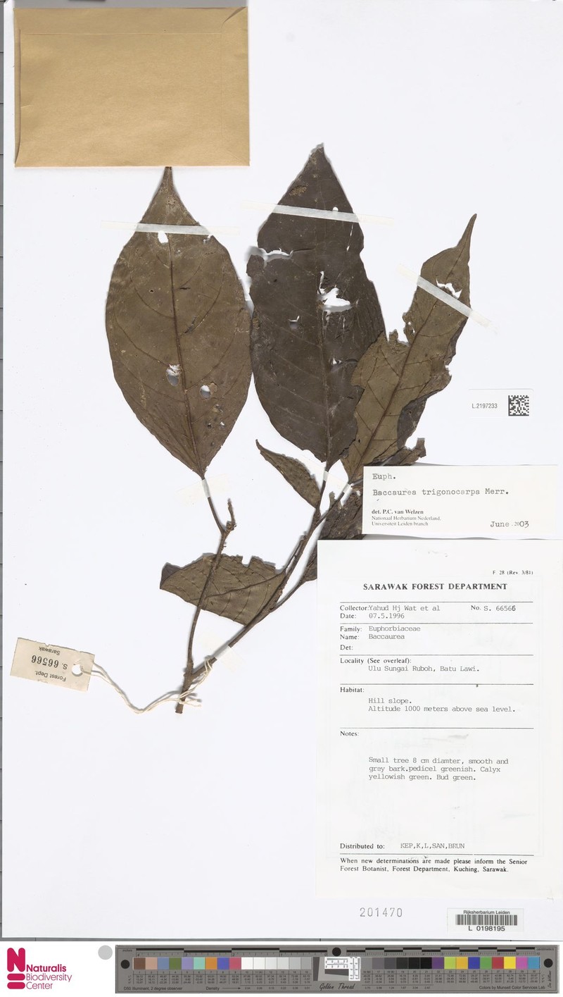 Baccaurea trigonocarpa photo 3