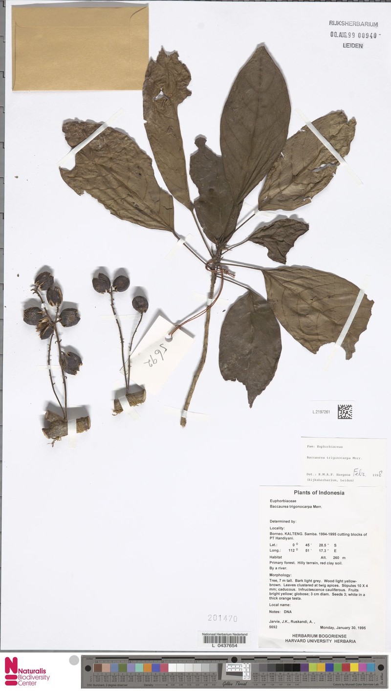 Baccaurea trigonocarpa photo 4