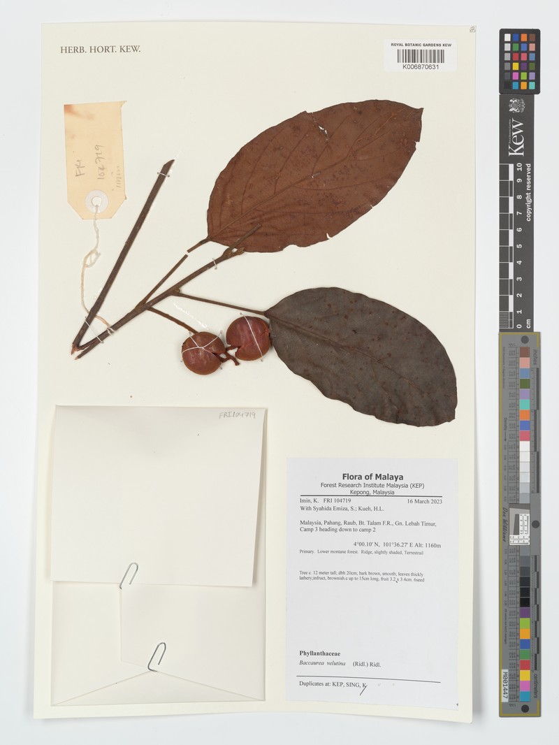 Baccaurea velutina photo 2