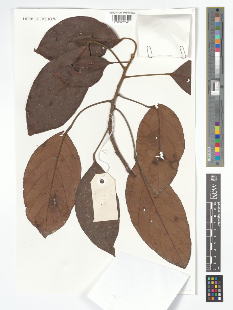 Baccaurea velutina photo 3