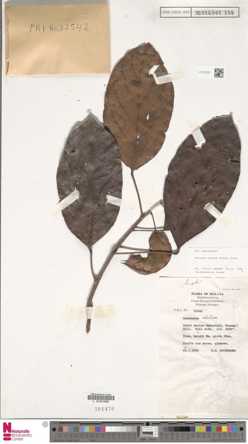 Baccaurea velutina photo 4