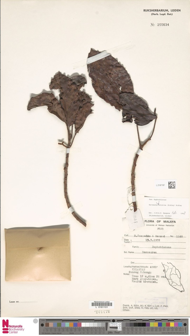 Baccaurea velutina photo 5