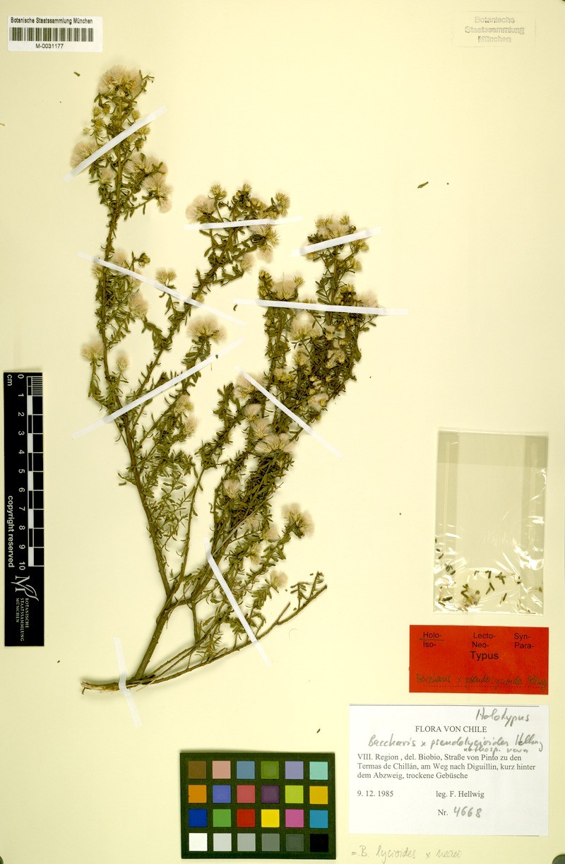 Baccharis × pseudolycioides