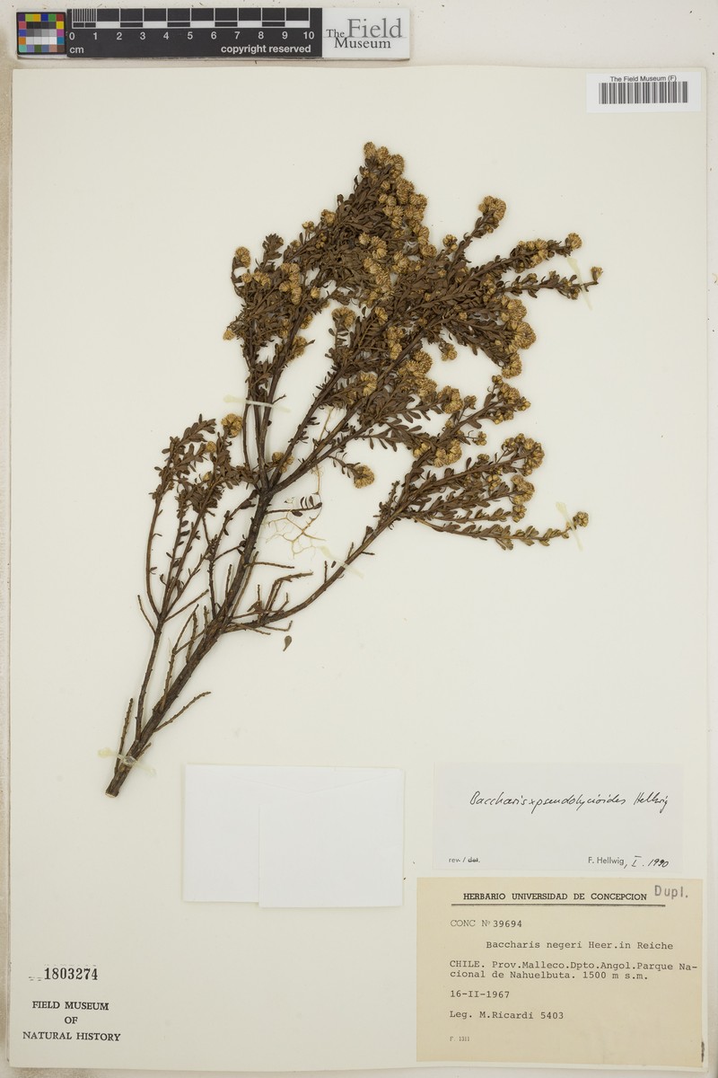 Baccharis × pseudolycioides photo 2
