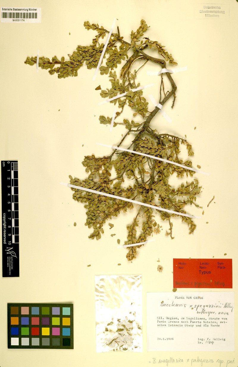 Baccharis × spegazzinii
