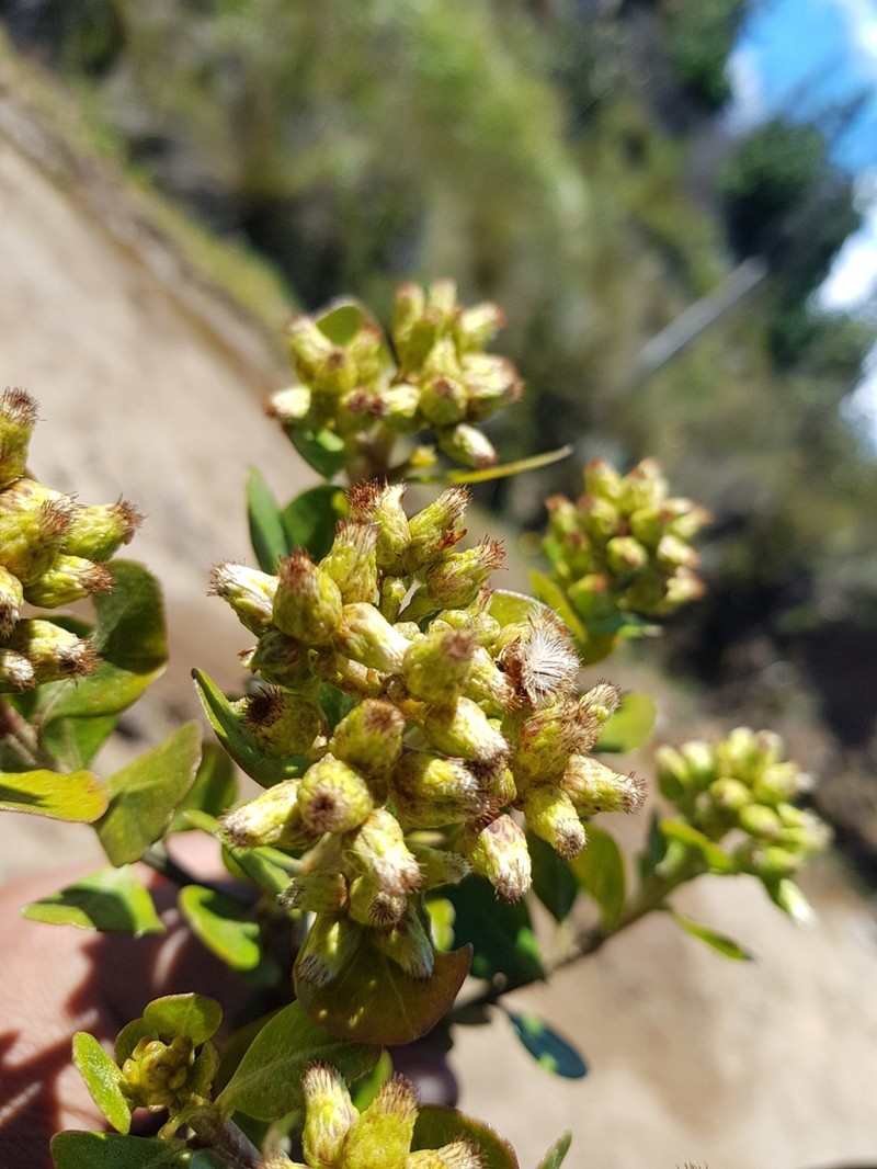 Baccharis alaternoides