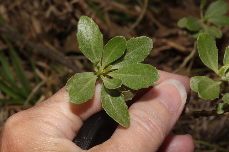 Baccharis alaternoides photo 2