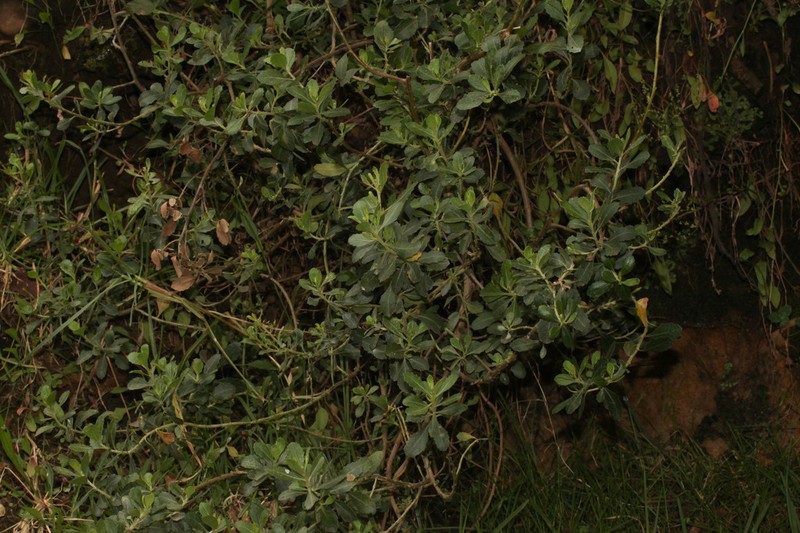 Baccharis alaternoides photo 3